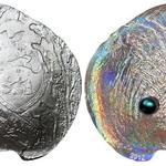 Монета «Устрица с черной жемчужиной»